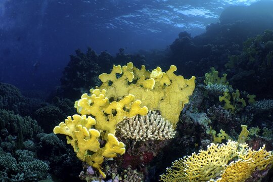 Blade firel coral (Millepora platyphylla) at dusk, reef, house reef, Mangrove Bay Resort, El Quesir, Red Sea, Egypt