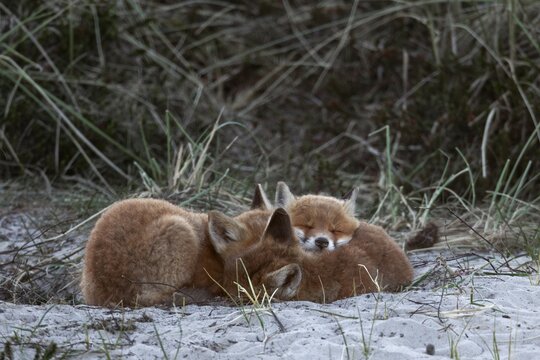 Finally, every red fox pup (Vulpes vulpes) has found its place, peace returns and we carefully retreat, sleep, cuddling, rearing cubs, animal children, cute, playful, wrestling, May, Denmark