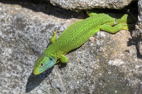 Western green lizard (Lacerta bilineata), sunbathing on a dry stone wall, T&uuml;bingen, Baden-W&uuml;rttemberg, Germany