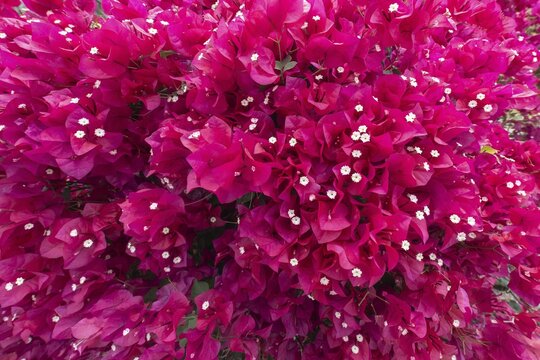 Triplet flower (Bougainvillea), Curacao