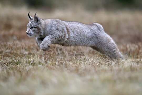 Eurasian lynx (Lynx lynx), in a meadow, Czech Republic