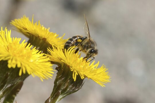 Apidae, apis mellifera, asteraceae, bees, European honey bee, European honeybee, hymenoptera, daisy, tussilago farfara, western honey bee, coltsfoot, flora, honey bee, honey bee, insects, plants, plants, wild bees