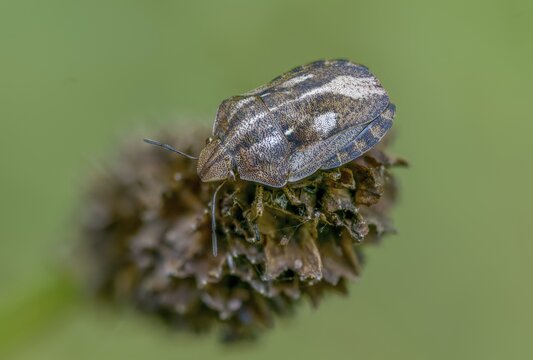 Eurygaster testudinaria, heteroptera, turtle bug, tortoise shield bug, insects, bugs