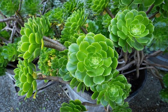 Rosette-leaved Aeonium (Aeonium arboreum), Bastion Garden at Willibaldsburg, Eichst&auml;tt, Altm&uuml;hltal, Upper Bavaria, Bavaria, Germany