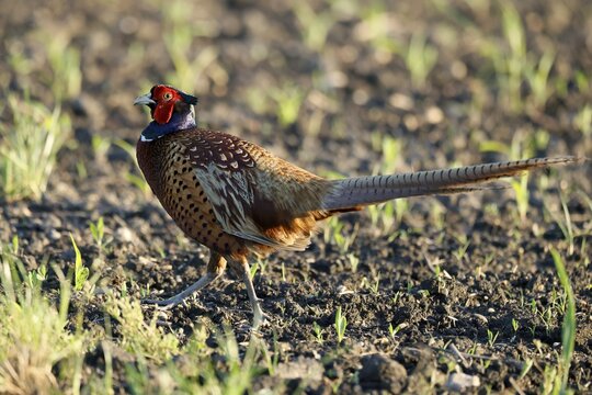 Pheasant (Phasianus colchicus Pheasant) in a field, wildlife, Burgenland, Austria