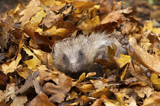 European hedgehog (Erinaceus europaeus) adult animal emerging from fallen autumn leaves, England, United Kingdom