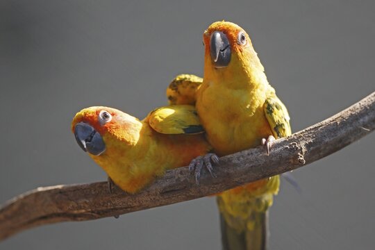 Sun conure (Aratinga solstitialis), Two parrots on a branch looking attentively in different directions