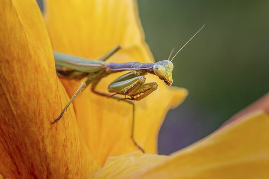 European mantis (mantis religiosa) on a flower, Paros, Aegean Sea, Greece
