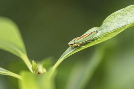 Rhododendron cicada (Cephaloscripta coccinea), Emsland, Lower Saxony, Germany