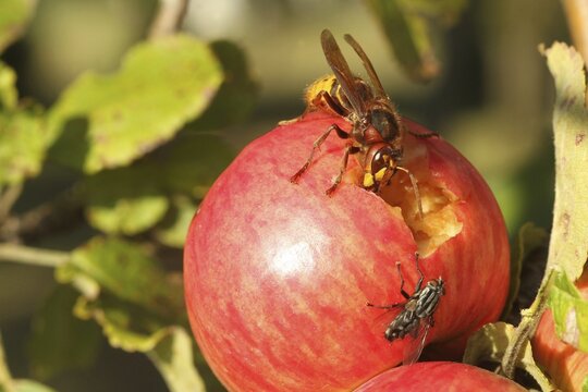 European hornet (Vespa crabro) licks juice from the wound of a ripe apple, size comparison with grey Sarcophaga carnaria Lower Austria, Austria, Europe, Lower Austria, Austria