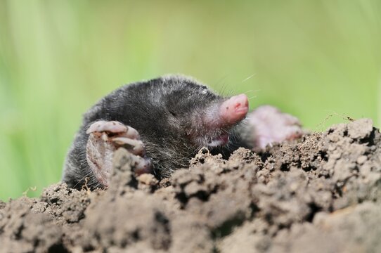 European mole (Talpa europaea) peering out of a molehill, North Rhine-Westphalia, Germany