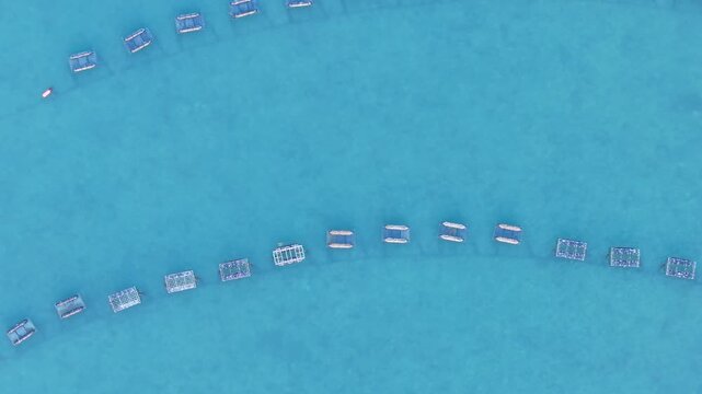 Aquaculture oyster farm top-down aerial view showing floating cages arranged in curved rows in clear turquoise water off Freeport, Maine.