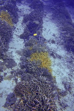 Coral formations in different colours in a coral nursery on the sandy seabed, dive site SD, Nusa Ceningan, Nusa Penida, Bali, Indonesia