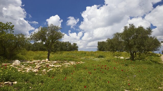 Spring in Crete, small green trees on spring meadow with red flowers, dark blue sky with white spring clouds, excavation site, Aptera, West Crete, island of Crete, Greece