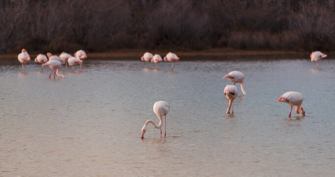 Pink flamingos standing in shallow water, Camargue, France