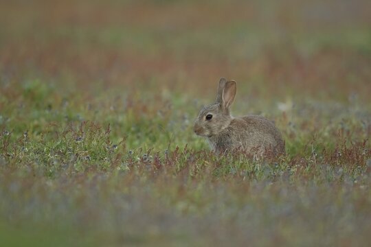 Rabbit (Oryctolagus cuniculus) adult animal sitting amongst flowers in grassland, Suffolk, England, United Kingdom