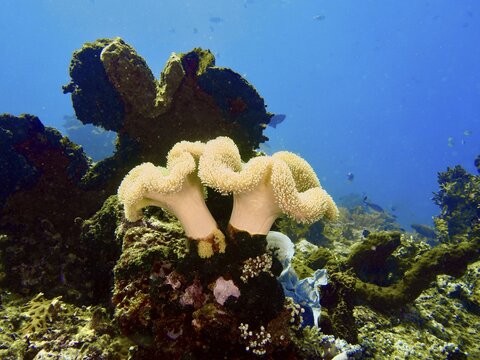Light-coloured mushroom leather coral (Sarcophyton glaucum), leather coral, set against a deep blue seabed in a vibrant scene, at the Close Encounters dive site, Permuteran, Bali, Indonesia