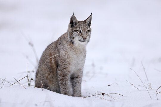 Eurasian lynx (Lynx lynx) sitting on a snowy meadow, Czech Republic