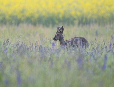 Roe deer (Capreolus capreolus), young roe buck with velvet antlers, velvet antlers standing in a meadow and looking attentively, wildlife, Thuringia, Germany