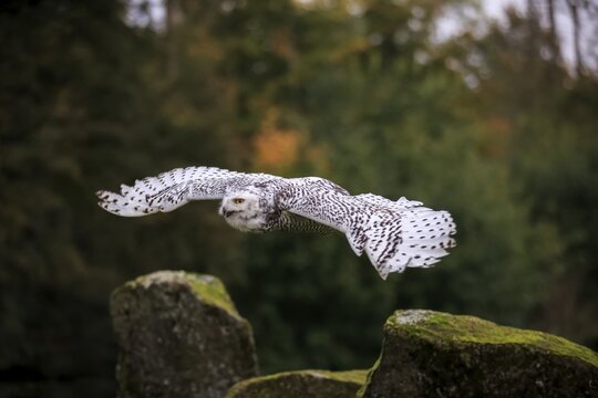 Snowy owl (Nyctea scandiaca), adult flying, captive, Germany