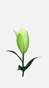 Time lapse of a yellow double-flowered lily opening from a closed bud to a fully developed flower, isolated on a white background, vertical footage.