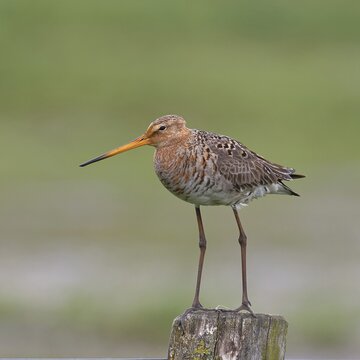 Black-tailed godwit (Limosa limosa) standing on a post, Ochsenmoor, Lake D&uuml;mmer, H&uuml;de, Lower Saxony, Germany