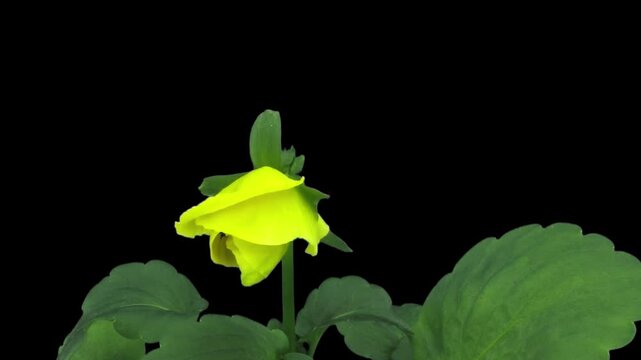 Time lapse of a yellow and brown Pansy blooming from bud to fully open flower, isolated on black with alpha transparency