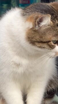 A cat is washing itself in a kiosk.