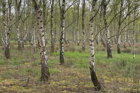Birch grove (Betula pendula), Emsland, Lower Saxony, Germany