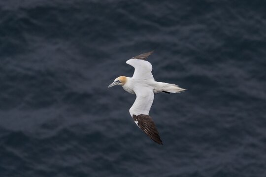 Flying Northern gannet (Morus bassanus), Skouvikurbjarg, Langanes Peninsula, Nor&eth;urland eystra, Iceland