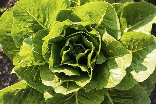 Cabbage (Brassica oleracea), from above