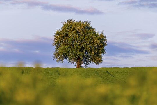 A single fruit tree in a green field in spring. In the foreground, yellow flowering rape, out of focus. Evening mood, blue sky with a few slightly coloured clouds. Rhine-Neckar district, Baden-W&uuml;rttemberg, Germany