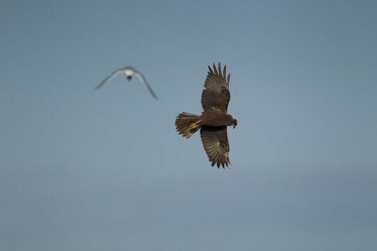 Marsh harrier (Circus aeruginosus) adult raptor bird of prey flying about to be mobbed by a Black headed gull, RSPB Strumpshaw fen, Norfolk, United Kingdom