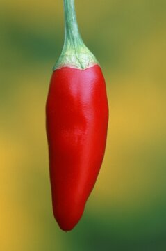 Hot Chili (Capsicum annuum)