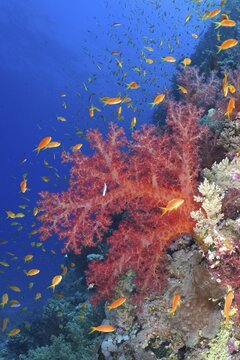 Klunzinger's klunzinger's soft coral (Dendronephthya klunzingeri) and sea goldie (Pseudanthias squamipinnis), Erg Monica dive site, El Quesir, Red Sea, Egypt. Powerful contrast