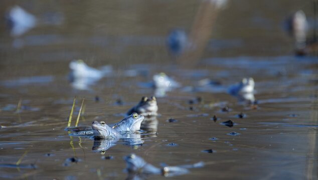 Moor frog, moor frog, rana arvalis, amphibians, amphibians, courtship behavior, courtship display, frog, frogs, amphibians
