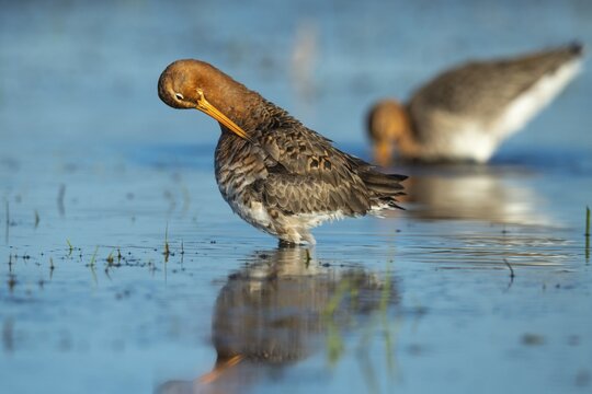 Black-tailed Godwit (limosa limosa) in a wet meadow, Lake D&uuml;mmer, Lembruch, Lower Saxony, Germany