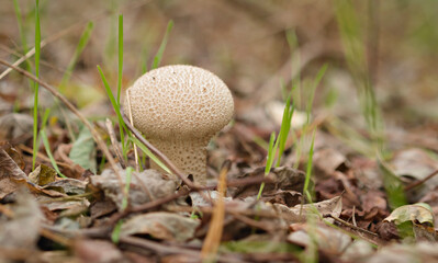Popis: Close up of a puffball mushroom growing on the forest floor among dry leaves and grass © Krajcir