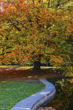 Deciduous tree in autumnal colours at the bordered pond, Burggarten, Vienna, Austria