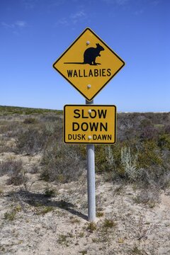 Beware of wallabies sign, Dirk Hartog Island National Park, named after the Dutch navigator of the same name, Dirk Hartog Island, Shire of Shark Bay, State of Western Australia, Australia