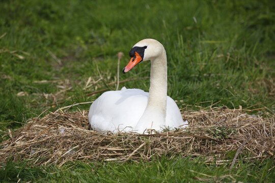 Mute Swan (Cygnus olor) brooding on nest, Schleswig-Holstein, Germany