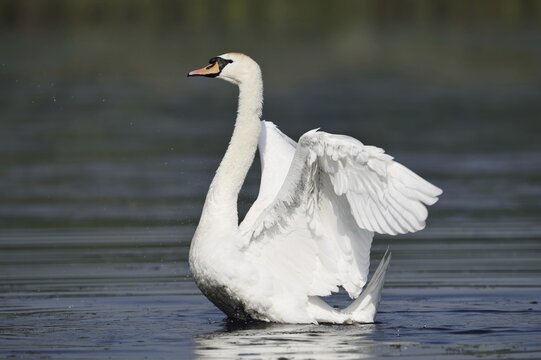 Mute Swan (Cygnus olor), flapping wings, North Rhine-Westphalia, Germany