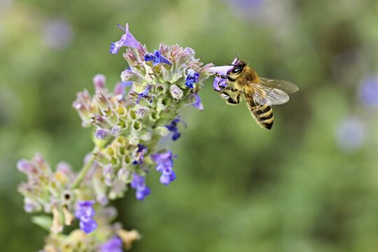 Western honey bee (Apis mellifera), feeding on nectar from a catmint (Nepeta faassenii) flower, Meienberg, Canton of Aargau, Switzerland