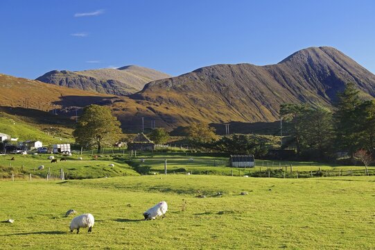 Sheep grazing on a green meadow with mountains in the background under a clear sky, October, Cullins, Hebrides, Isle of Skye, Hebrides, Scotland, Great Britain