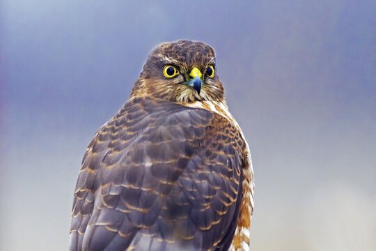 Eurasian sparrowhawk (Accipiter nisus) adult bird animal portrait, Saxony-Anhalt, Germany