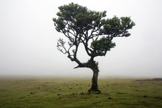 Laurel trees overgrown with moss and plants in the mist, old laurel forest (Laurisilva), stinkwood (Ocotea foetens), UNESCO World Heritage Site, Fanal, Madeira, Portugal
