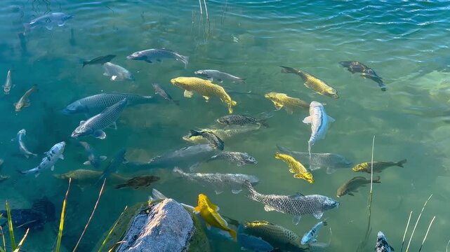 Various fish and a turtle swimming in a park pond in Istanbul, Turkey. Yellow koi and carp moving through clear green water near stones and aquatic plants. Nature, wildlife, calm, harmony