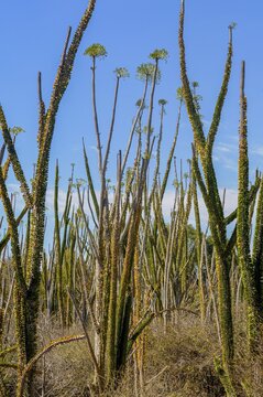 Madagascar spiny forests (Didiereaceae), southern Madagascar