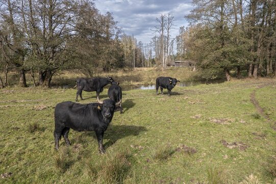 Bavaria, Bubalus Arnee, Even-Toed Ungulate, Upper Palatinate, Paarhufer, Tirschenreuth, Waldnaab, Waldnaabaue, Water Buffalo, Wild Willows Waldnaabaue, Aerial View, Mammals, Aerial View, Mammals