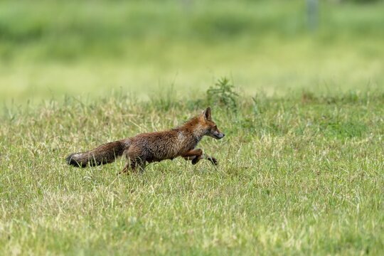 Red fox (Vulpes vulpes), Vulkaneifel, Rhineland-Palatinate, Germany